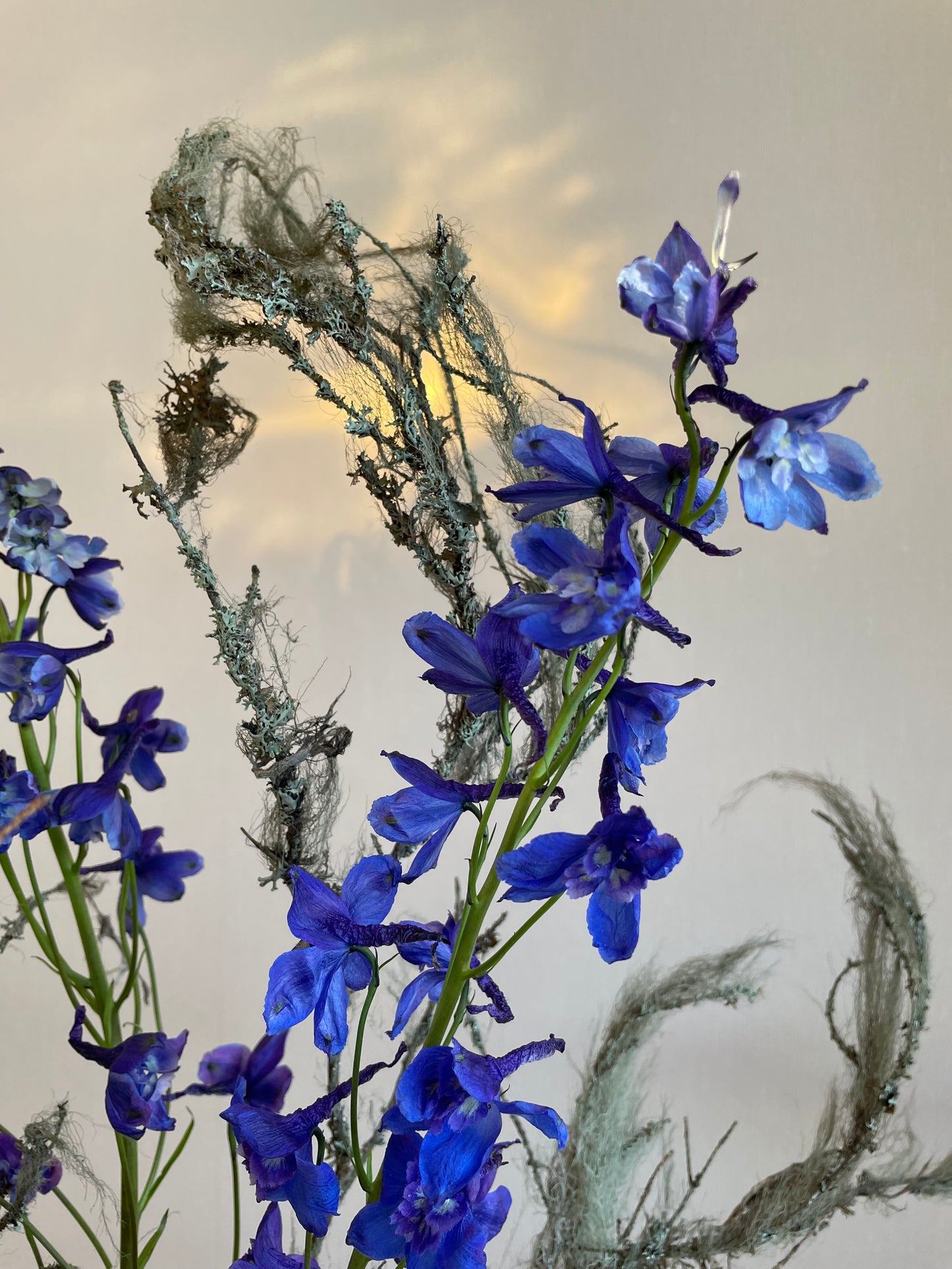 Delphinium - Fotografi